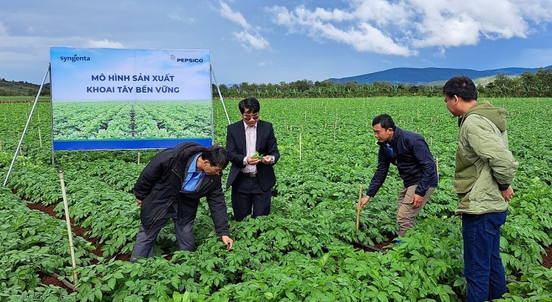 Mô hình sản xuất khoai tây bền vững liên kết giữa nông dân và doanh nghiệp tại tỉnh Lâm Đồng.