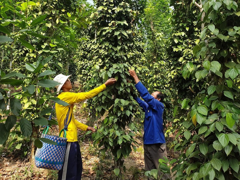 Giá nông sản hôm nay (19/2) giá hồ tiêu 