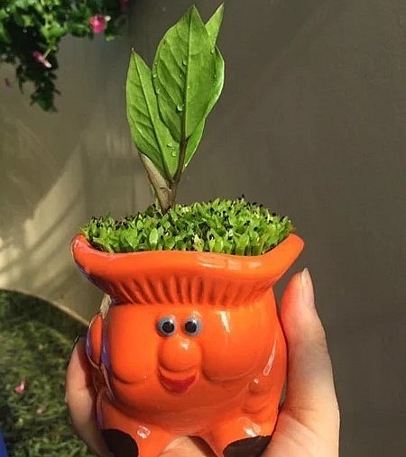 Có thể trồng cây may mắn kết hợp với cây cảnh khác.
