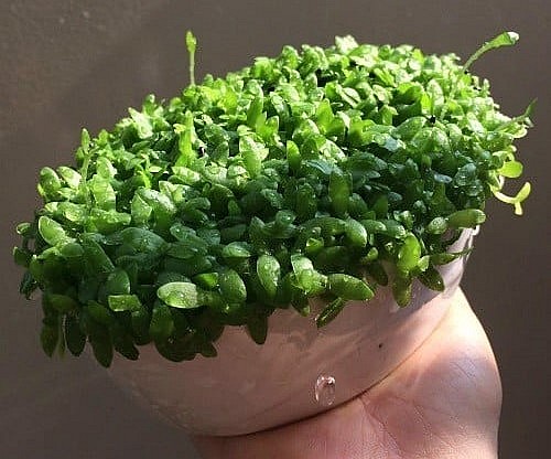 Cây may mắn gây sốt được làm từ loại hạt quen thuộc, bí quyết tạo dáng siêu đẹp trong vài ngày
