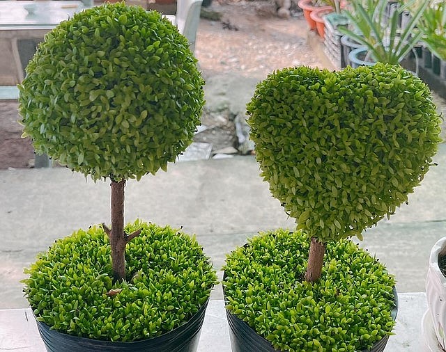 Trồng cây may mắn hình trái tim.