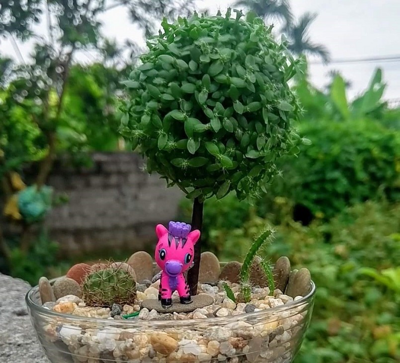 Loại cây cảnh với màu xanh mát mang đủ hình dáng vô cùng độc lạ. 