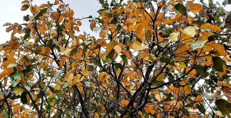 Trước khi rụng lá, lá cây rừng khộp chuyển sang sắc vàng, sắc đỏ như mùa thu “châu Âu”.
