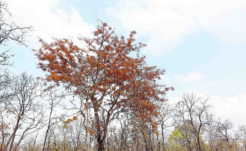 Sắc lá cam nhạt của cây bồ kết rừng nổi bật giữa mùa thay lá trong rừng khộp Tây Nguyên.