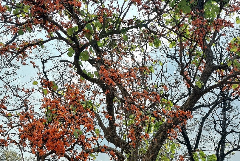 Dưới nền trời mùa khô Tây Nguyên, cành hoa rừng càng tô thêm sắc màu rực rỡ của rừng khộp mùa thay lá.