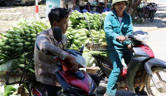 Vì sao "thủ phủ" chuối của tỉnh Lai Châu rớt giá thảm vì khó xuất khẩu
