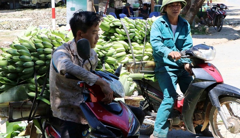 Tỉnh Lai Châu đang có nhiều giải pháp để tháo gỡ khó khăn trong xuất khẩu chuối.