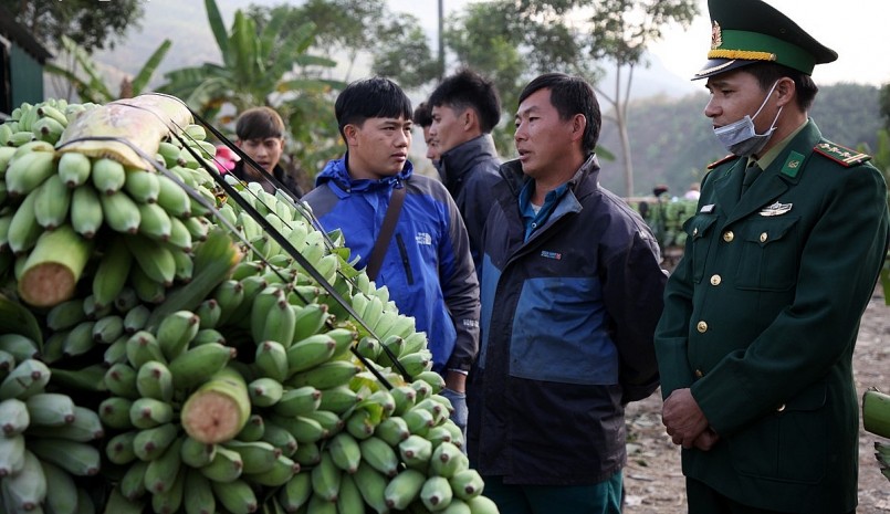 Trái chuối chưa được xuất khẩu qua cửa khẩu Ma Lù Thàng khiến giá giảm mạnh.