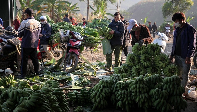 Sau tết giá chuối ở Phong Thổ đang xuống thấp, chỉ còn 5.000 đồng/kg.