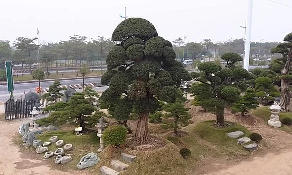 Cây tùng có tuổi đời lâu nhất trong vườn vườn tùng la hán và thông đen siêu khủng đã tồn tại 700 năm, được nhập về từ tỉnh Chiba, Nhật Bản. Chu vi vòng gốc của cây khoảng 330 cm. 