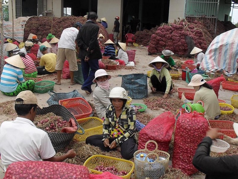 Người dân thủ phủ hành tím thị xã Vĩnh Châu, tỉnh Sóc Trăng phân loại hành tím thương phẩm