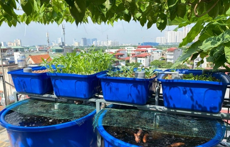 Khu vườn trồng rau, nuôi cá trên sân thượng ở Hà Nội của chàng kỹ sư Lê Đăng Thịnh.