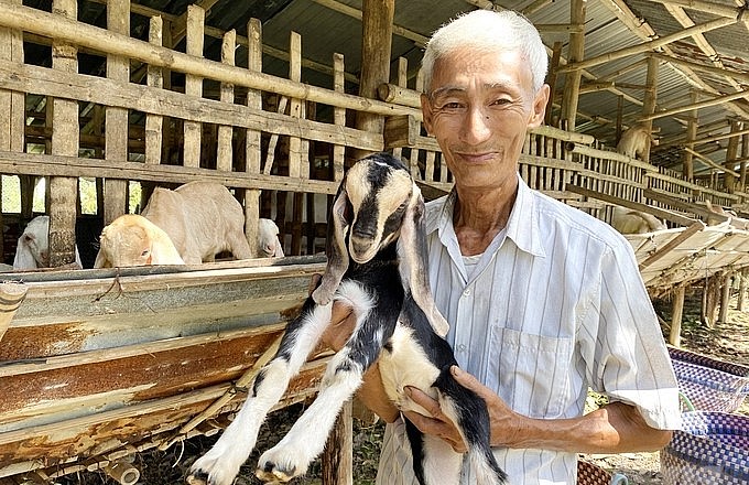 Mô hình nuôi dê dưới vườn cây ăn trái của ông Nguyễn Hoàng Tuấn cho hiệu quả kinh tế cao. 