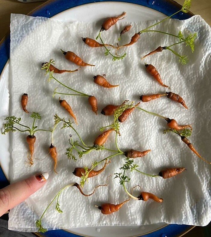 Vào một ngày nổi hứng bạn có thể thưởng thức cả vườn cà rốt.