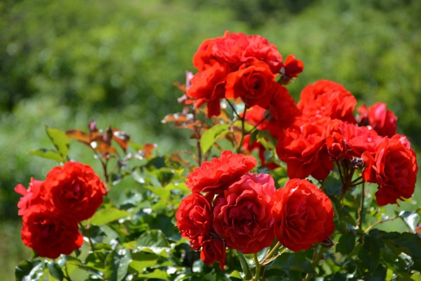 Trồng hoa hồng nhớ nắm vững 4 nguyên tắc vàng này, hoa ra hết vụ này đến vụ khác