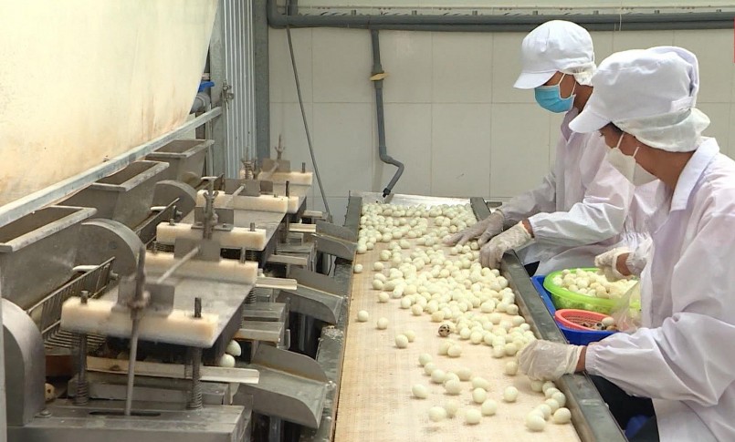 Một trong những công đoạn sản xuất trứng chim cút xuất khẩu.