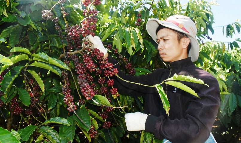 Giá nông sản hôm nay (21/2), giá cà phê giảm trở lại sau chuỗi tăng trong tuần trước. 