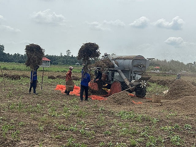 Nông dân huyện Hồng Ngự (Đồng Tháp) thu hoạch rau muống lấy hạt