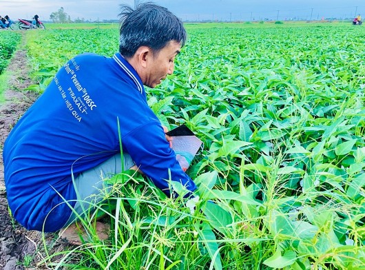 Trồng rau muống lấy hạt, nông dân miền Tây có tiền quanh năm