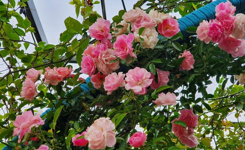 Khu vườn sân thượng tràn ngập các loại hoa hồng của gia đình chị Phương được trồng gắn với tình cảm với người bố đã mất.