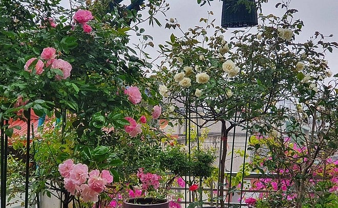 Vườn hồng trên sân thượng được thiết kế hợp lý cùng với sự kỳ công chăm sóc nên hoa luôn khoe sắc.