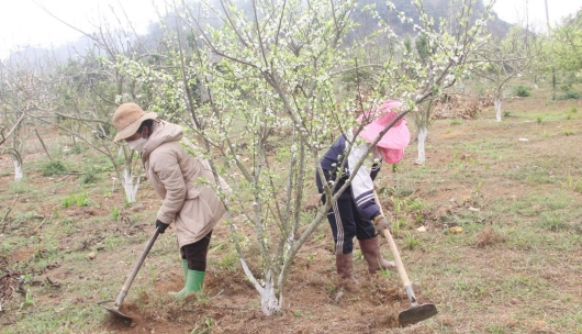 Trồng cây ra hoa trắng muốt, quả ăn 7 phần ngọt 3 phần chua, nông dân vùng cao bỏ túi 700 triệu mỗi năm