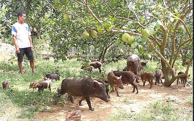 Anh Đặng Ngọc Hoàn, thôn Ngòi Soọng, xã Xuân Long, huyện chăm sóc đàn lợn của gia đình