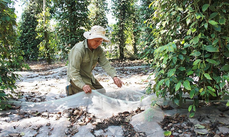 Hàng nghìn héc ta hồ tiêu ở Đồng Nai bị chặt hạ để trồng sầu riêng, bất chấp cảnh báo