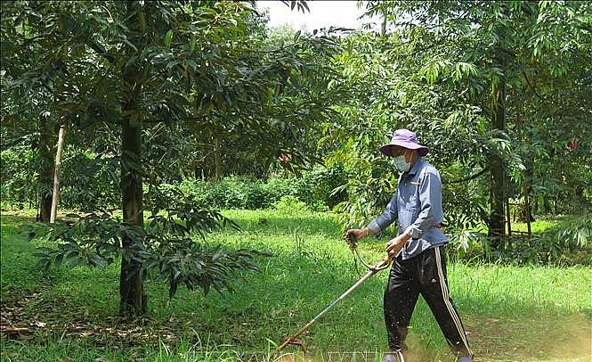 Nhiều vùng sầu riêng ở Đồng Nai được trồng và chăm sóc theo chuẩn VietGAP.