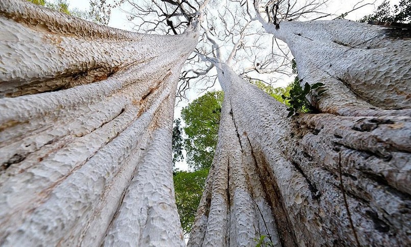 Trong khuôn viên bảo tàng Đắk Lắk có hàng chục cây bằng lăng ổi cổ thụ với thân cây vươn cao hàng chục mét.
