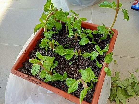 Cách trồng húng lủi ở ban công vừa làm rau sạch, vừa làm thuốc quý