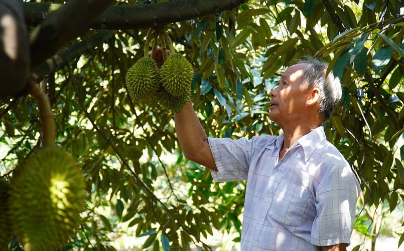 Nông dân chăm sóc vườn sầu riêng tại Bình Phú, Cai Lậy, Tiền Giang. Ảnh: Hoàng Nam