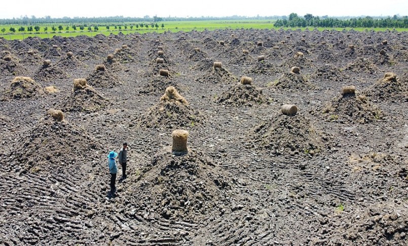 Hai ha đất lúa tại xã Tân Lập, Tân Thạnh (Long An) được san phẳng, đắp mô trồng sầu riêng. Ảnh: Hoàng Nam