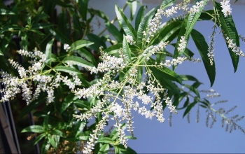Trồng loại cây thơm thảo hoa trắng tinh khôi là dược liệu quý mang đến bình an
