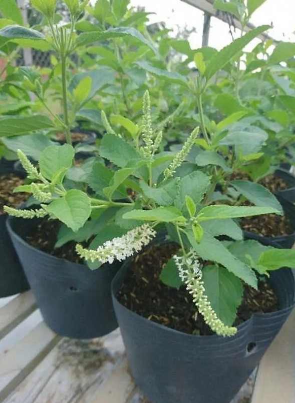 Bạch trầm hương có thể trồng trong chậu hoặc trong khuôn viên sân vườn.
