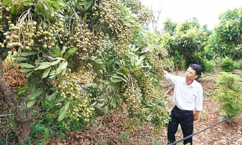 Vườn nhãn trồng xen đinh lăng cho hiệu quả kinh tế cao tại huyện Chư Sê.