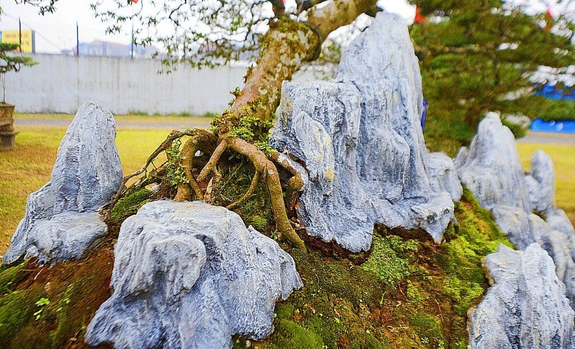 Xung quanh cây ổi sim có nhiều tảng đá lớn ôm trọn vào thân cây tạo nét cổ kính.