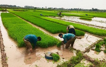 Hưng Yên: Diện tích gieo cấy vụ xuân đã đạt 69%
