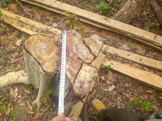 Gia Lai: Lâm tặc ngang nhiên cưa hạ 125 cây gỗ rừng