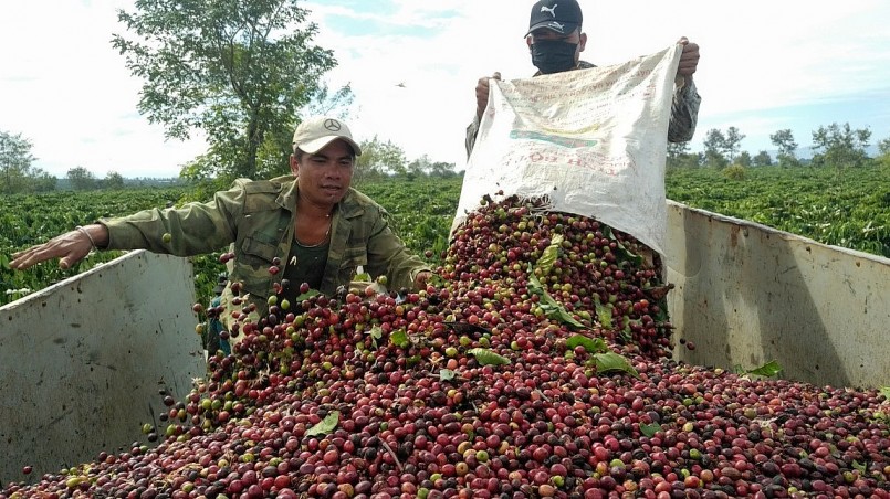 Giá cà phê Robusta tiếp nối đà tăng mạnh khi thị trường xuất hiện các lực mua