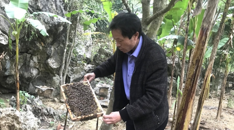 Anh Đinh Quang Lâm đang nuôi 230 đàn ong mật.