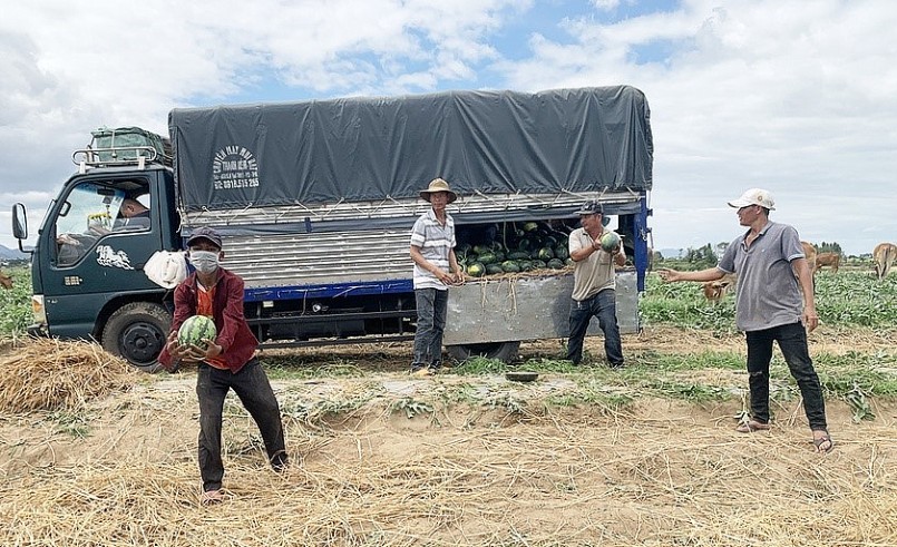 Với giá dưa hấu hiện nay mỗi ha người dân thu về từ 300 đến 400 triệu đồng.