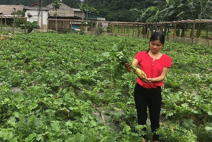 Hướng phát triển trồng rau sạch đang từng bước thay đổi tư duy sản xuất cho bà con nông dân huyện Tân Lạc.