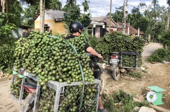Loại quả từ ngàn đời ở Việt Nam, Trung Quốc tăng mua chế biến kẹo đặc sản, người trồng kiếm bộn tiền