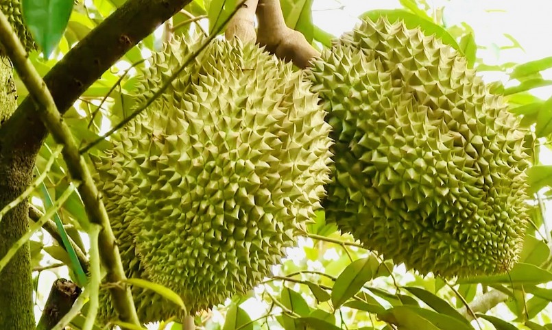Bộ Nông nghiệp và Phát triển Nông thôn vừa tiếp tục có thông báo khẩn về tình trạng ồ ạt trồng sầu riêng.