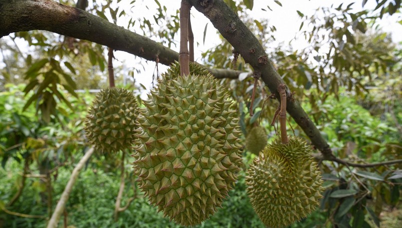 Việt Nam cần nâng cao chất lượng trái sầu riêng để tăng tính cạnh tranh cho loại trái cây vua.
