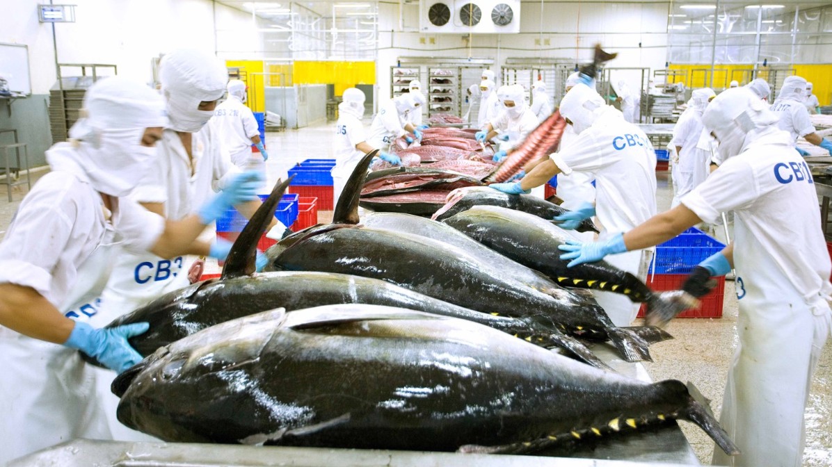 Xuất khẩu cá ngừ chưa thể 
