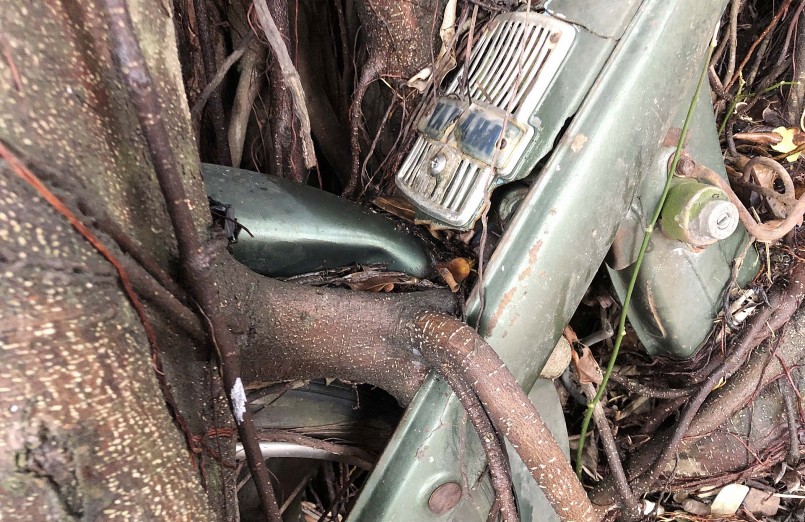 Hình ảnh chiếc xe máy cổ bị bộ rễ cây ôm trọn khiến nhiều người thích thú, tò mò.