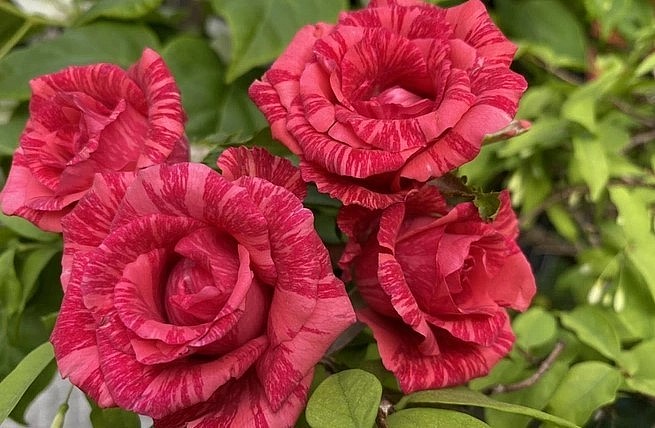 Vườn hồng luôn phát triển tốt, cây ít bị bệnh, sống khỏe và nở hoa đẹp. 