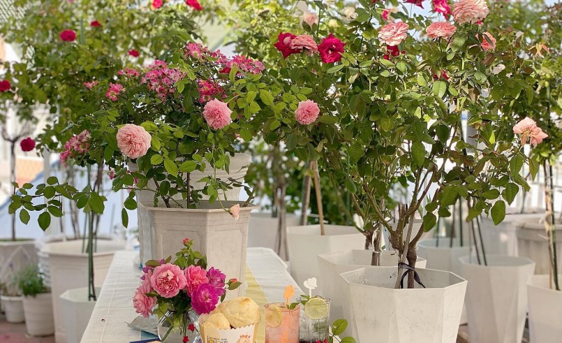 Vì diện tích sân thượng có hạn nên bố trí trồng khoảng 70 gốc, gồm cả hồng cổ và hồng ngoại. 
